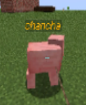 chancha rebotando